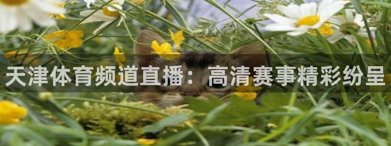 天津体育频道直播：高清赛事精彩纷呈
