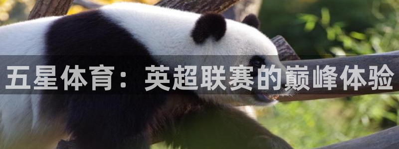五星体育：英超联赛的巅峰体验