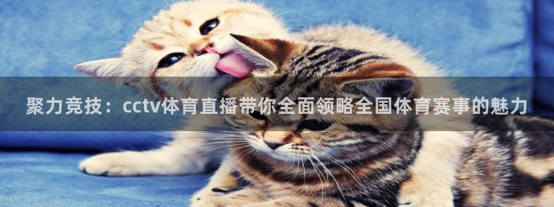 聚力竞技：cctv体育直播带你全面领略全国体育赛事的魅力